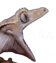 AAA