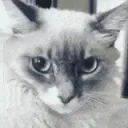 scared_cat