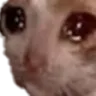sad_cat Discord Emoji