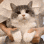 AUB_kittycat Discord emoji