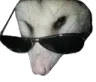 possumcool possumcool