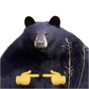 shybear shybear