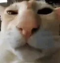guh