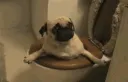 pugtoliet