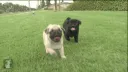 pugs