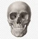 skull1
