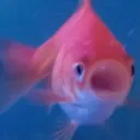 pogfish