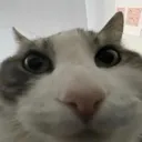 catAmazed