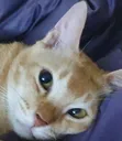 orangewhat