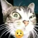 raiseeyebrowcat
