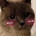 cat_blush