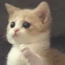 cat_oh