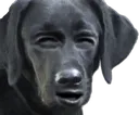 upDog