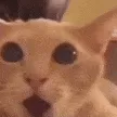 CaTpOg