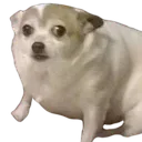concerndog concerndog
