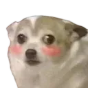 concernblush concernblush