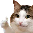 CatOk
