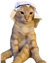muslimcat Discord Emoji