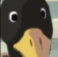 nnkduck