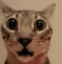 BOOZOOF BOOZOOF