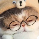 gwl_cutecat