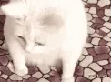 catvomit catvomit