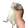 ratshake ratshake