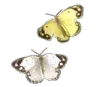 yellow_butterflies1