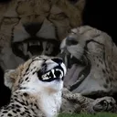 Jaguar_laugh