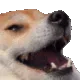 dogeKek