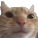 swag_cat