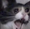 stop_cat