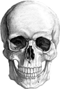 skull Discord emoji