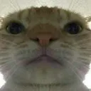 catnigstare_hz catnigstare_hz