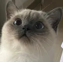 PleadingCat