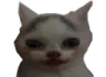 catSTANK