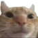 cat Discord Emoji
