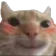 Cat Happy cat_happy Discord Emoji