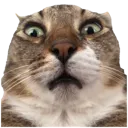 terrance