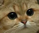 BrownCatBruh2