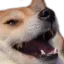 heh