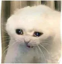cat_cry