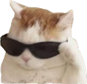 fachacat Discord emoji