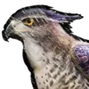 Fjordhawk