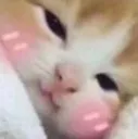 cat_blush2 Discord Emoji