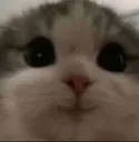 kittyty