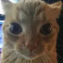 catstare