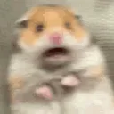 scaredhampster