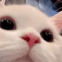 cat_see_n
