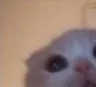catpeek